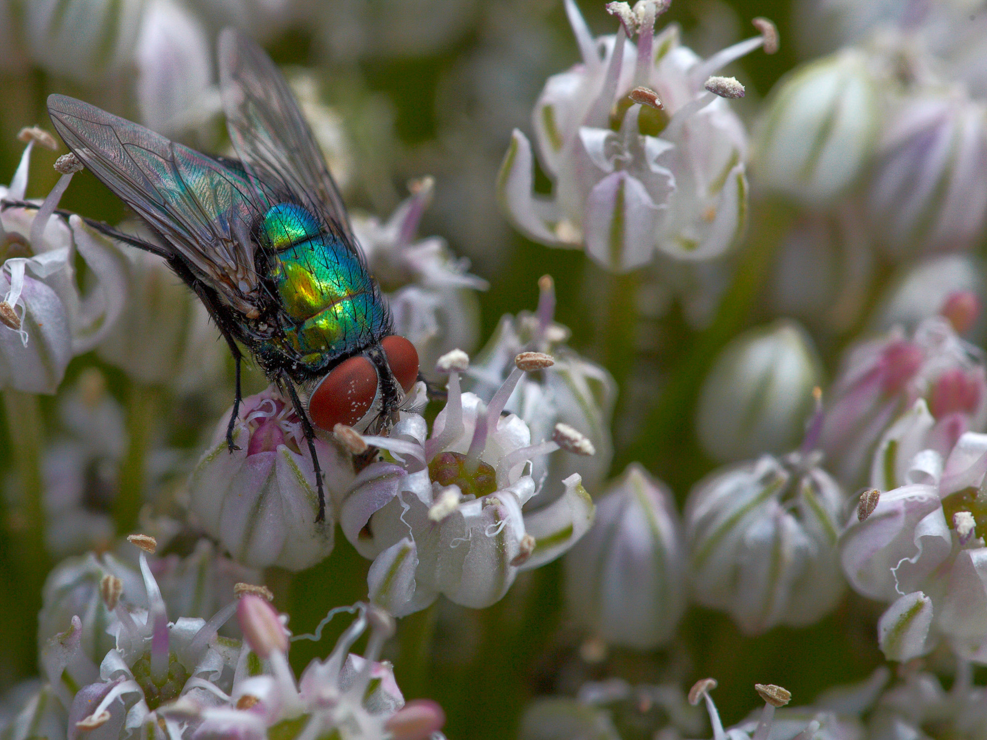 gold fly / Goldfliege